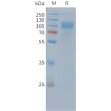 SDS-PAGE - Recombinant Cynomolgus macaque EGFR Protein (10xHis Tag) (A324717) - Antibodies.com