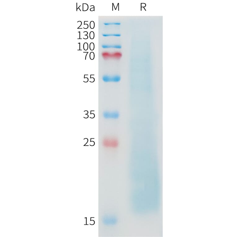 SDS-PAGE - Recombinant Cynomolgus macaque MUC1 Protein (10xHis Tag) (A324721) - Antibodies.com