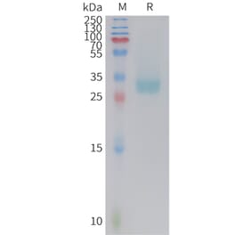 SDS-PAGE - Recombinant Cynomolgus macaque PD-L1 Protein (10xHis Tag) (A324722) - Antibodies.com