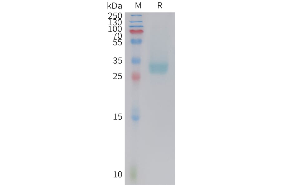 SDS-PAGE - Recombinant Cynomolgus macaque PD-L1 Protein (10xHis Tag) (A324722) - Antibodies.com