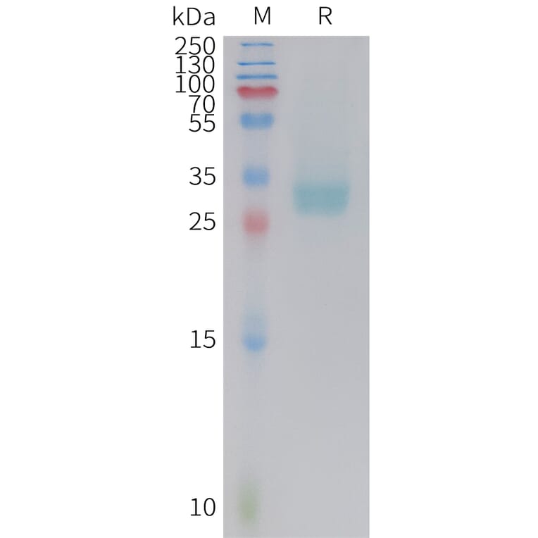 SDS-PAGE - Recombinant Cynomolgus macaque PD-L1 Protein (10xHis Tag) (A324722) - Antibodies.com