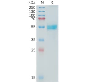 SDS-PAGE - Recombinant Cynomolgus macaque TNFSF15 Protein (Fc Tag) (A324725) - Antibodies.com