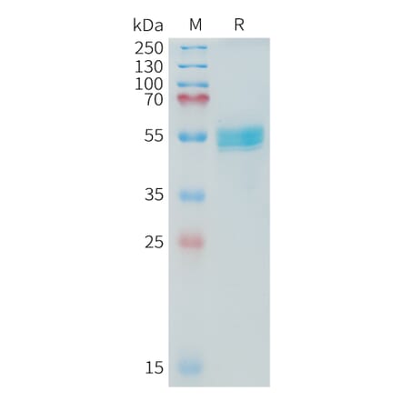 SDS-PAGE - Recombinant Cynomolgus macaque TNFSF15 Protein (Fc Tag) (A324725) - Antibodies.com