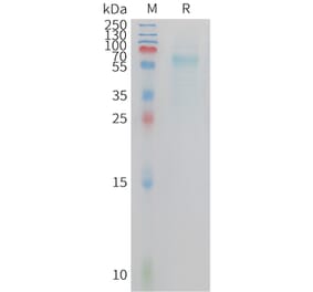 SDS-PAGE - Recombinant Cynomolgus macaque TREM2 Protein (Fc Tag) (A324726) - Antibodies.com