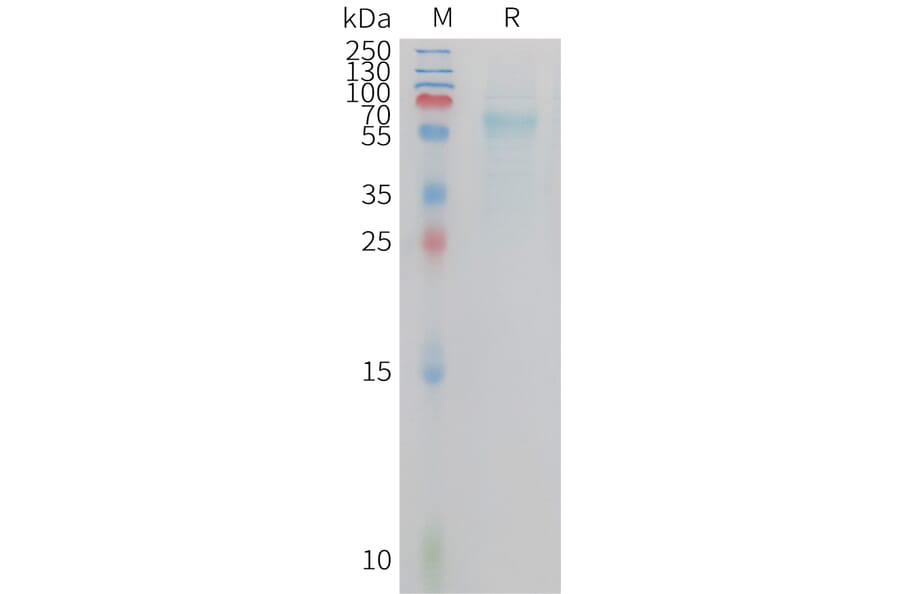SDS-PAGE - Recombinant Cynomolgus macaque TREM2 Protein (Fc Tag) (A324726) - Antibodies.com