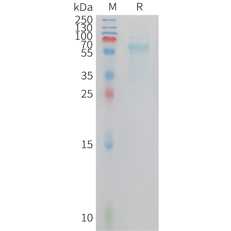 SDS-PAGE - Recombinant Cynomolgus macaque TREM2 Protein (Fc Tag) (A324726) - Antibodies.com