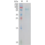SDS-PAGE - Recombinant Cynomolgus macaque TREM2 Protein (Fc Tag) (A324726) - Antibodies.com