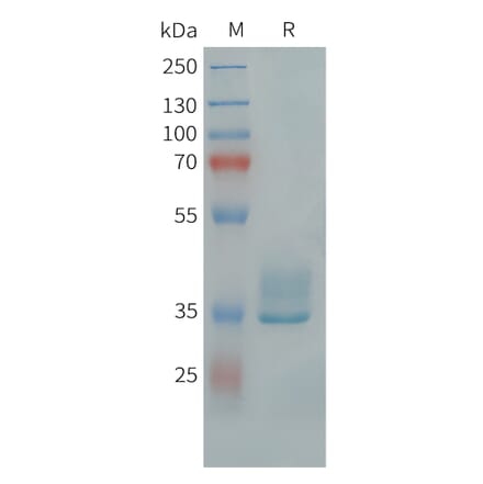 SDS-PAGE - Recombinant Human APLNR Protein (Fc Tag) (A324727) - Antibodies.com