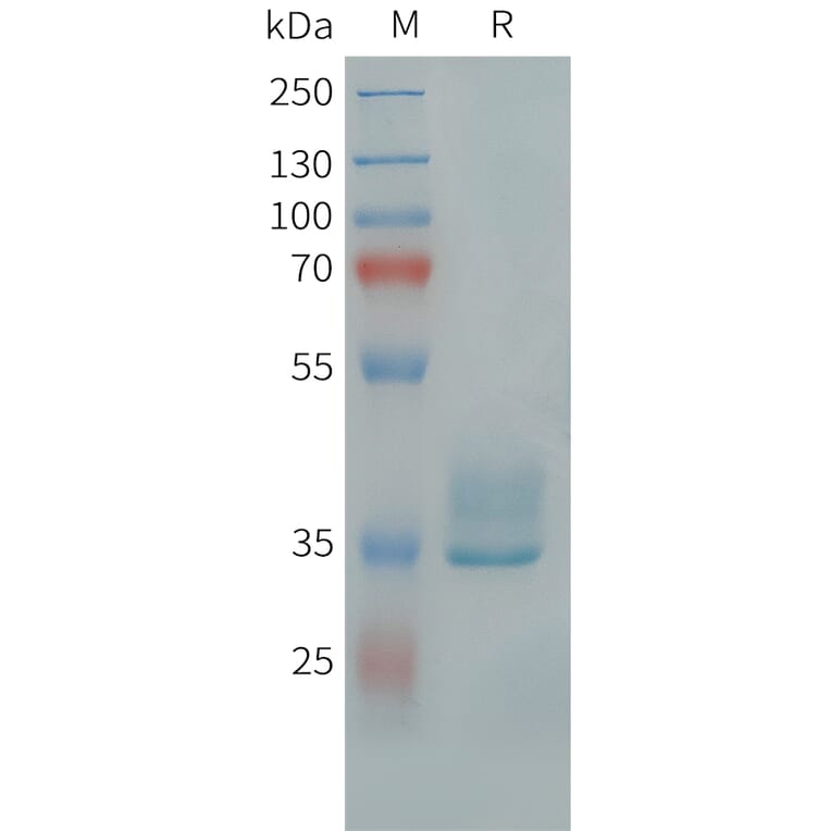 SDS-PAGE - Recombinant Human APLNR Protein (Fc Tag) (A324727) - Antibodies.com