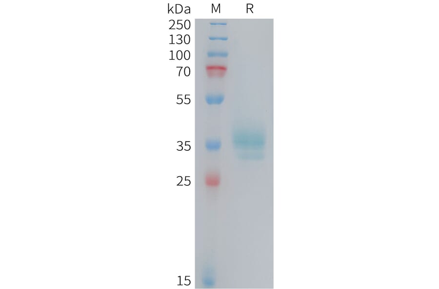 SDS-PAGE - Recombinant Human OR2H1 Protein (Fc Tag) (A324729) - Antibodies.com