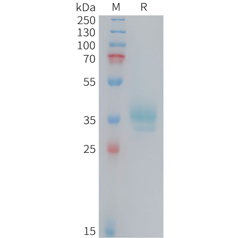 SDS-PAGE - Recombinant Human OR2H1 Protein (Fc Tag) (A324729) - Antibodies.com