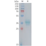 SDS-PAGE - Recombinant Human OR2H1 Protein (Fc Tag) (A324729) - Antibodies.com
