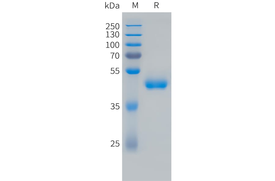 SDS-PAGE - Recombinant Human VEGF121 Protein (Fc Tag) (A324731) - Antibodies.com