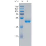 SDS-PAGE - Recombinant Human VEGF121 Protein (Fc Tag) (A324731) - Antibodies.com
