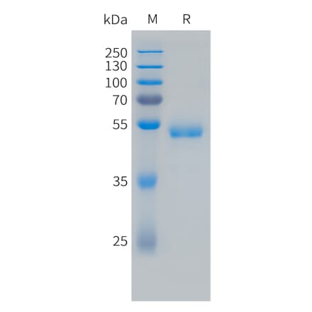 SDS-PAGE - Recombinant Human VEGF165 Protein (Fc Tag) (A324732) - Antibodies.com