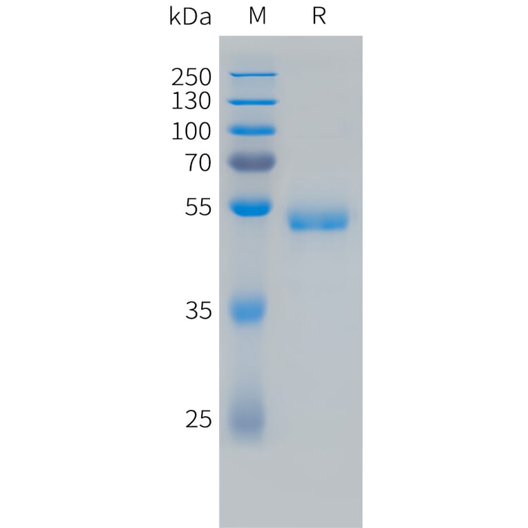 SDS-PAGE - Recombinant Human VEGF165 Protein (Fc Tag) (A324732) - Antibodies.com