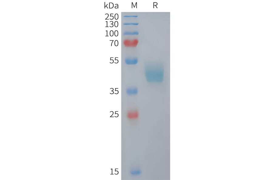 SDS-PAGE - Recombinant Mouse CCR6 Protein (Fc Tag) (A324734) - Antibodies.com