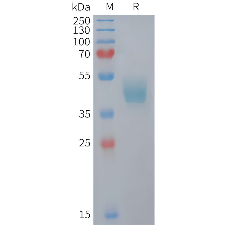 SDS-PAGE - Recombinant Mouse CCR6 Protein (Fc Tag) (A324734) - Antibodies.com