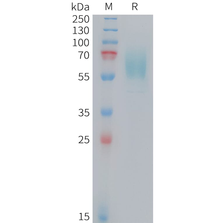 SDS-PAGE - Recombinant Mouse CD98 Protein (10xHis Tag) (A324735) - Antibodies.com