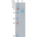 SDS-PAGE - Recombinant Mouse CD98 Protein (10xHis Tag) (A324735) - Antibodies.com