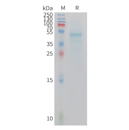 SDS-PAGE - Recombinant Mouse IL23A Protein (Fc Tag) (A324738) - Antibodies.com