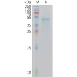 SDS-PAGE - Recombinant Mouse IL23A Protein (Fc Tag) (A324738) - Antibodies.com