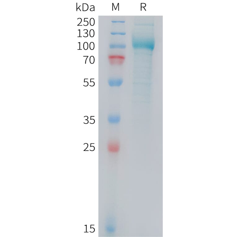 SDS-PAGE - Recombinant Mouse PSMA Protein (10xHis Tag) (A324739) - Antibodies.com