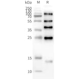 Western Blot - Synthetic Nanodisc Human ILDR2 Protein (A324778) - Antibodies.com