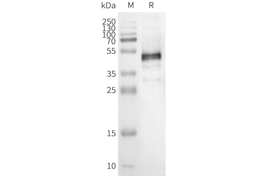 Western Blot - Synthetic Nanodisc Human OR1E1 Protein (A324803) - Antibodies.com