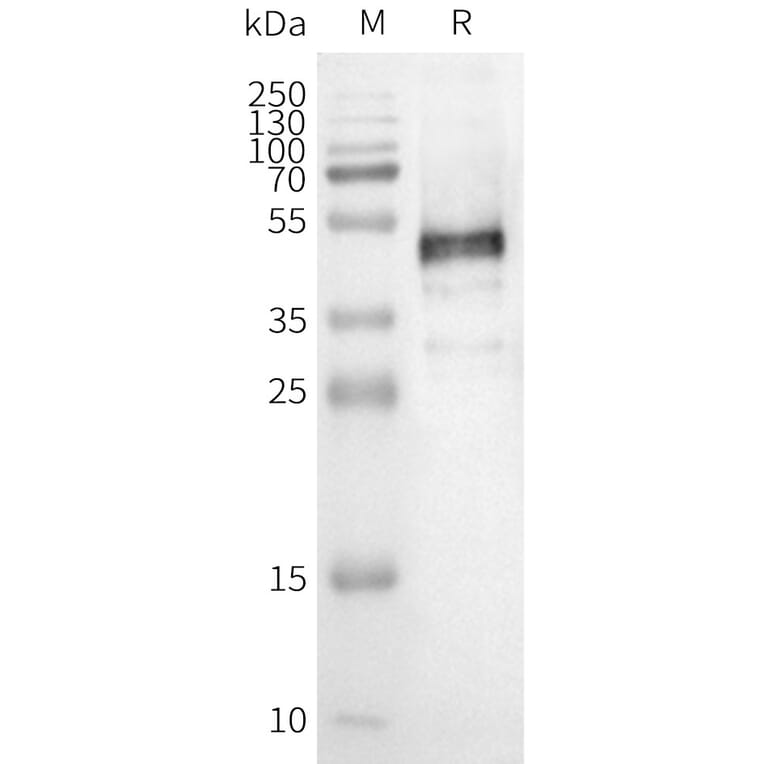 Western Blot - Synthetic Nanodisc Human OR1E1 Protein (A324803) - Antibodies.com