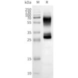 Western Blot - Synthetic Nanodisc Human OR2B3 Protein (A324808) - Antibodies.com