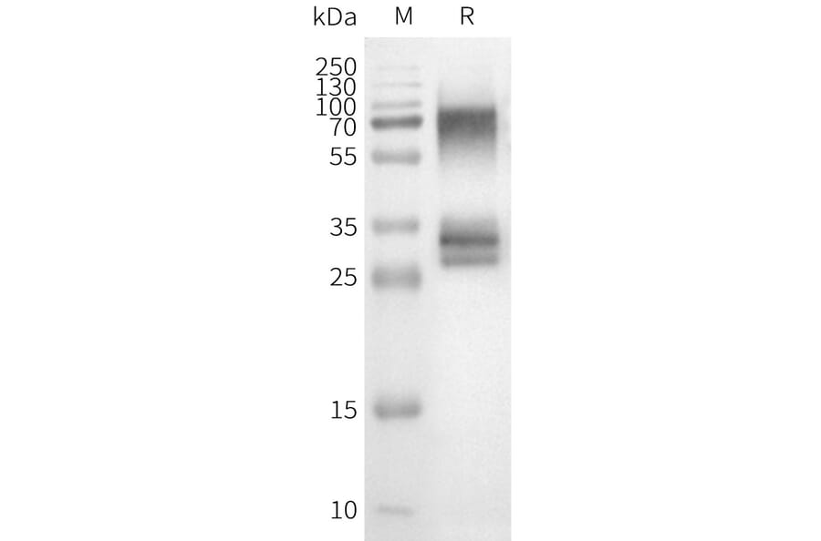 Western Blot - Synthetic Nanodisc Human OR3A1 Protein (A324817) - Antibodies.com