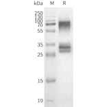 Western Blot - Synthetic Nanodisc Human OR3A1 Protein (A324817) - Antibodies.com