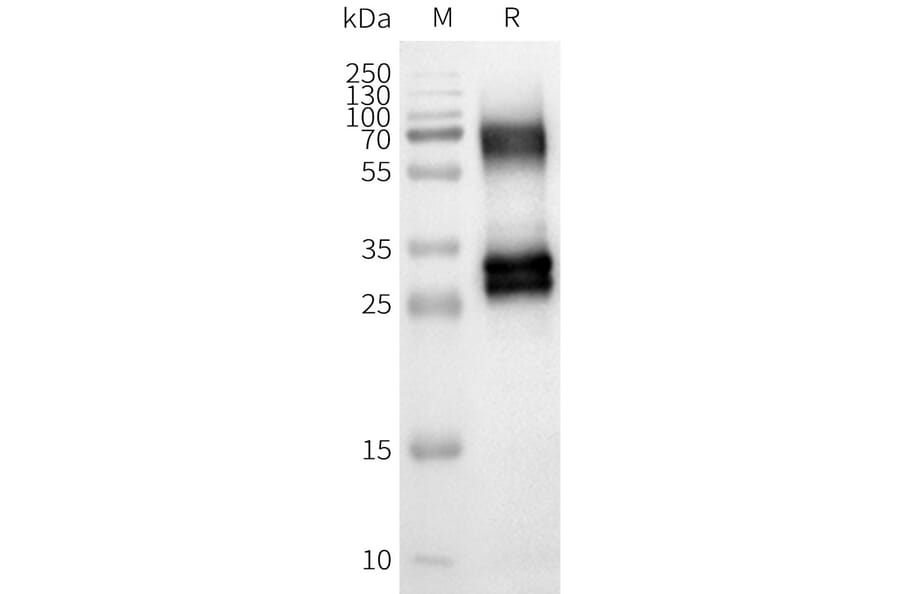 Western Blot - Synthetic Nanodisc Human OR8U8 Protein (A324828) - Antibodies.com