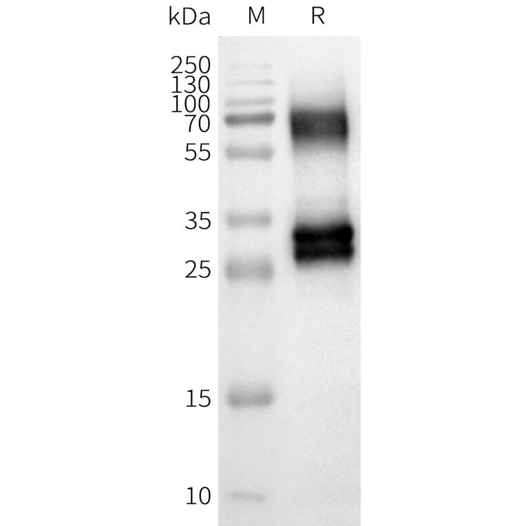 Western Blot - Synthetic Nanodisc Human OR8U8 Protein (A324828) - Antibodies.com