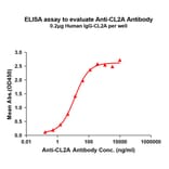 ELISA - Anti-CL2A Antibody [1G9] - BSA and Azide free (A324858) - Antibodies.com