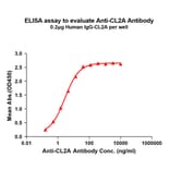 ELISA - Anti-CL2A Antibody [1H2] - BSA and Azide free (A324859) - Antibodies.com