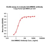 ELISA - Anti-MMAE Antibody [11C8] - BSA and Azide free (A324883) - Antibodies.com