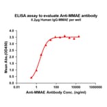 ELISA - Anti-MMAE Antibody [8B4] - BSA and Azide free (A324884) - Antibodies.com
