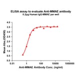 ELISA - Anti-MMAE Antibody [8C4] - BSA and Azide free (A324885) - Antibodies.com