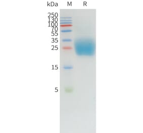SDS-PAGE - Recombinant Canine PD1 Protein (10xHis Tag) (A324898) - Antibodies.com