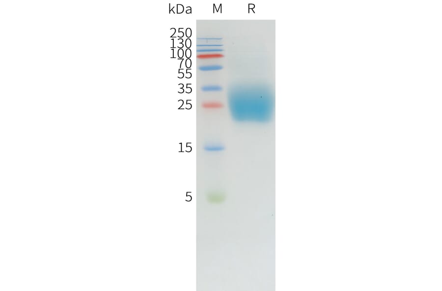 SDS-PAGE - Recombinant Canine PD1 Protein (10xHis Tag) (A324898) - Antibodies.com