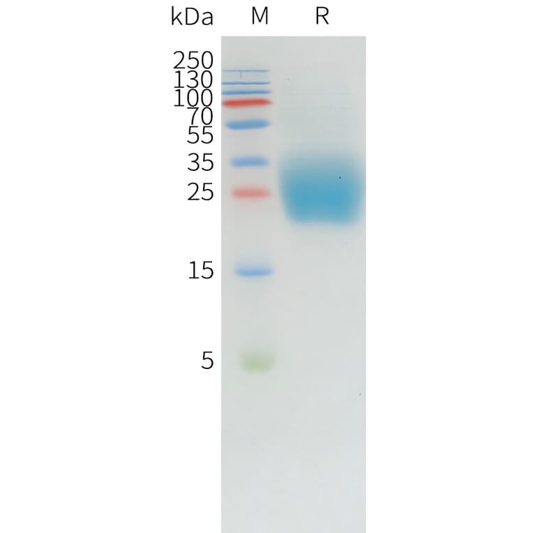 SDS-PAGE - Recombinant Canine PD1 Protein (10xHis Tag) (A324898) - Antibodies.com