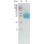 SDS-PAGE - Recombinant Canine PD1 Protein (10xHis Tag) (A324898) - Antibodies.com