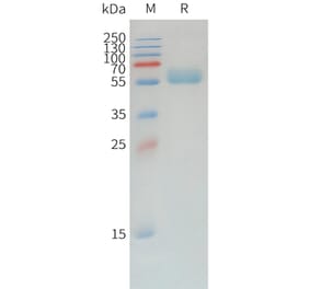 SDS-PAGE - Recombinant Canine PD1 Protein (Fc Tag) (A324899) - Antibodies.com
