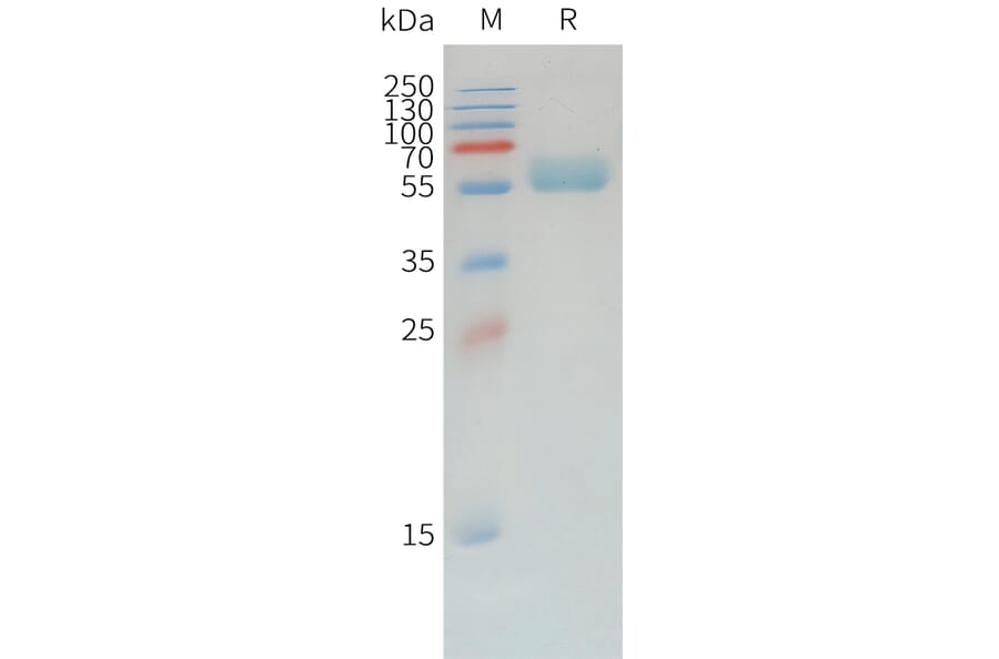 SDS-PAGE - Recombinant Canine PD1 Protein (Fc Tag) (A324899) - Antibodies.com