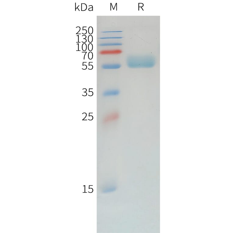 SDS-PAGE - Recombinant Canine PD1 Protein (Fc Tag) (A324899) - Antibodies.com