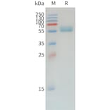 SDS-PAGE - Recombinant Canine PD1 Protein (Fc Tag) (A324899) - Antibodies.com