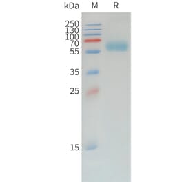 SDS-PAGE - Recombinant Canine PD1 Protein (Fc Tag) (A324900) - Antibodies.com