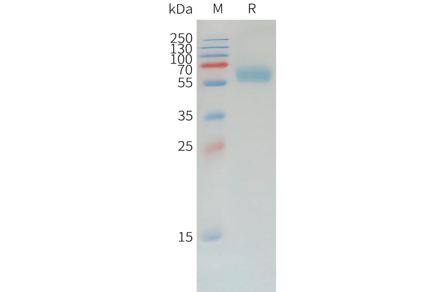 SDS-PAGE - Recombinant Canine PD1 Protein (Fc Tag) (A324900) - Antibodies.com
